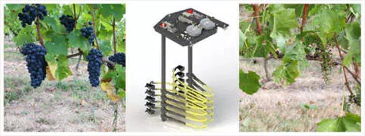 国外让人惊叹的农机收割葡萄,德国收割机收葡萄视频