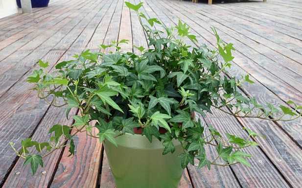 去甲醛效果最好的盆栽有哪些,除甲醛盆栽推荐一下