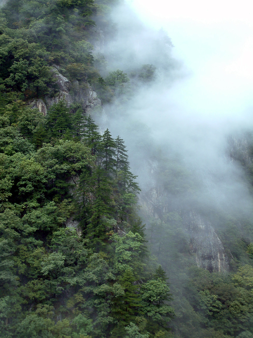 白云山森林氧吧图片,栾川白云山森林氧吧