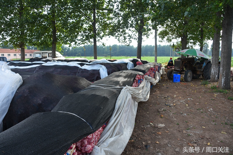 鹿邑：菜贱伤农，雨季来临，菜农20万斤大蒜滞销怎么办？
