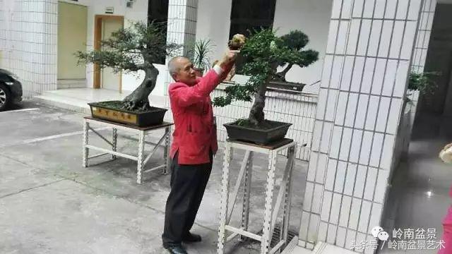 地瓜榕盆景的修剪技巧,金豆盆景修剪视频大全