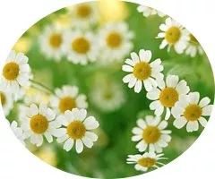 三字经全文对照译文,国学三字经全文通译