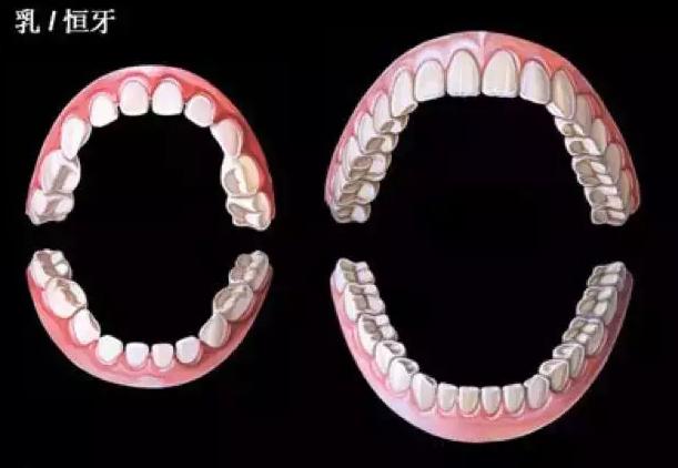 小孩子调皮把牙摔断了,小孩顽皮把门牙撞松了怎么办