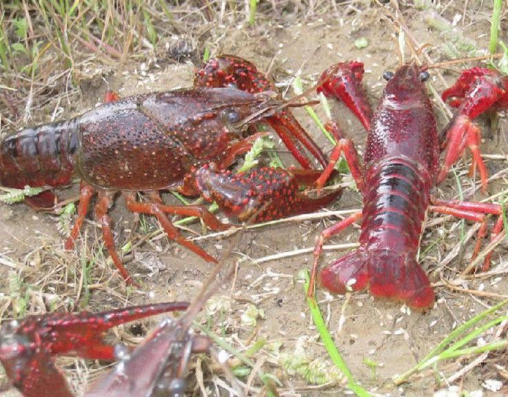 小龙虾池塘怎么建造,小龙虾池塘养殖技术