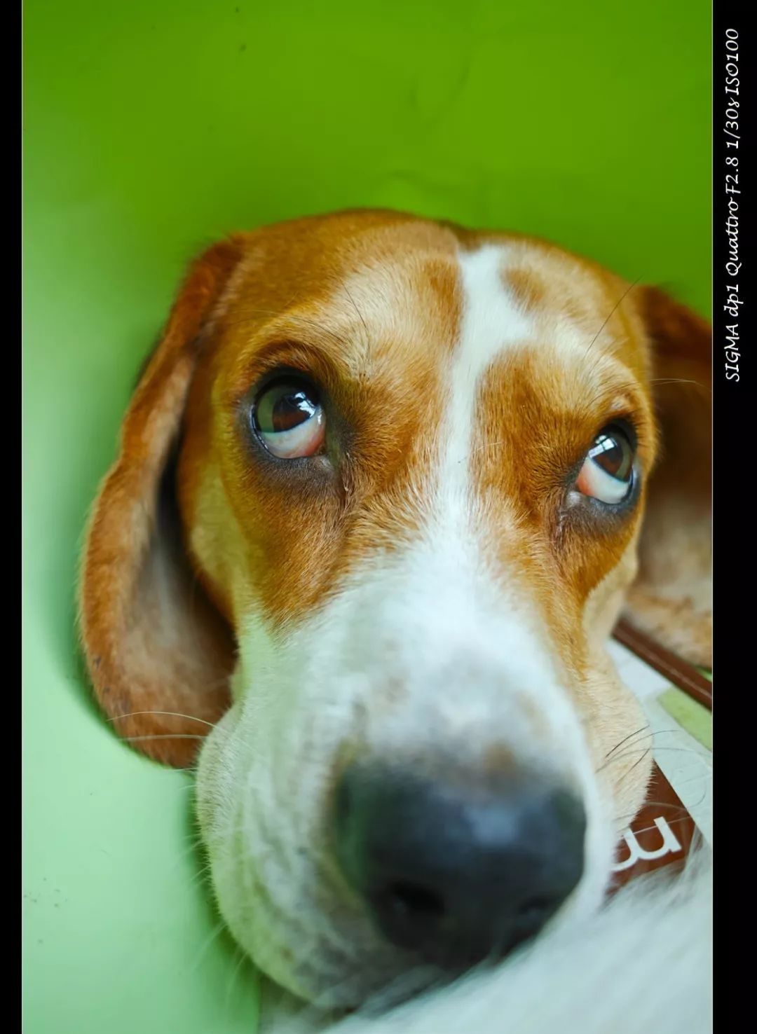 适马dp1q拍摄效果,适马dp1m和1q有什么区别