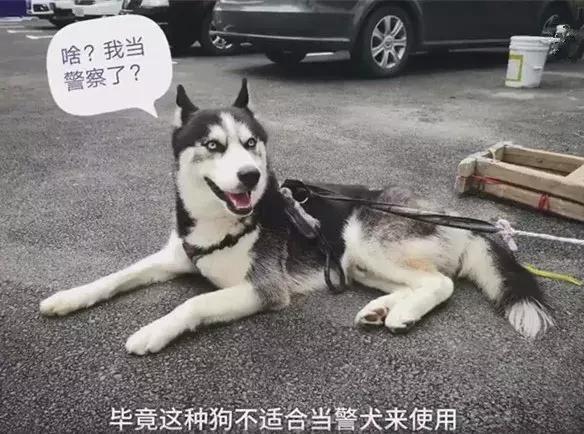 哈士奇被带到警局,哈士奇被猫教训回家后被主人教育