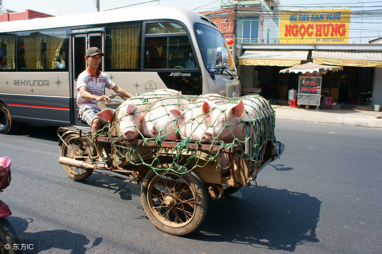 猪场建设全套设备,怎样建设封闭式猪场