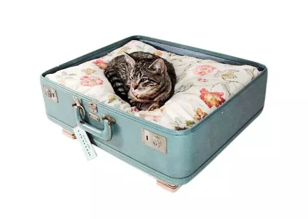 航空托运猫怎么操作,航空托运猫注意事项