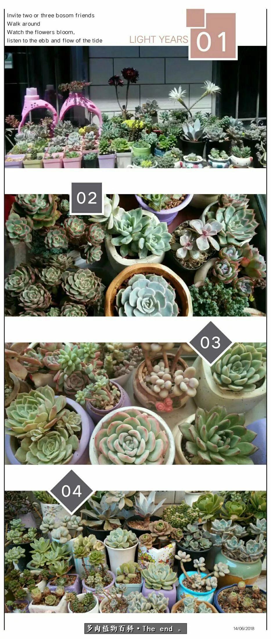 宝宝养多肉,养多肉宝妈