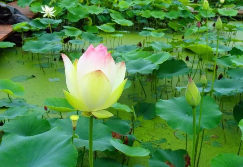 上海观景赏荷,7月赏荷花好去处