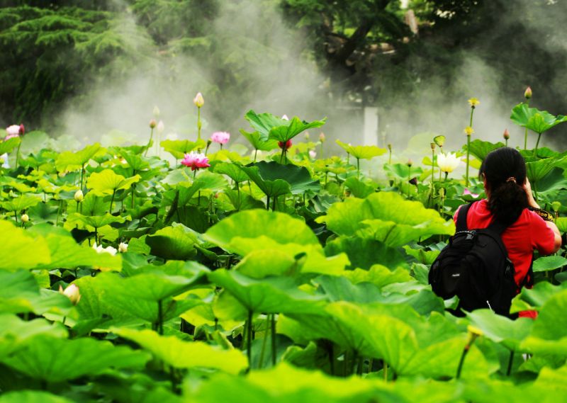 上海观景赏荷,7月赏荷花好去处