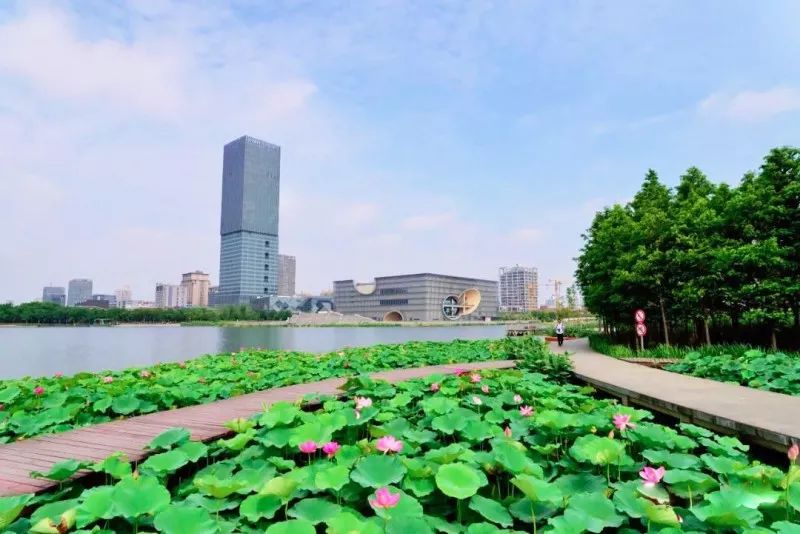 上海观景赏荷,7月赏荷花好去处