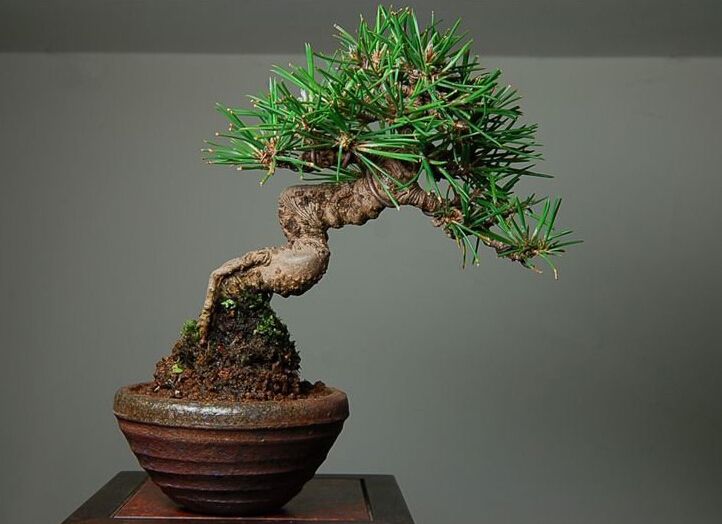 黑松盆景造型修剪最佳时间,黑松盆景造型视频大全