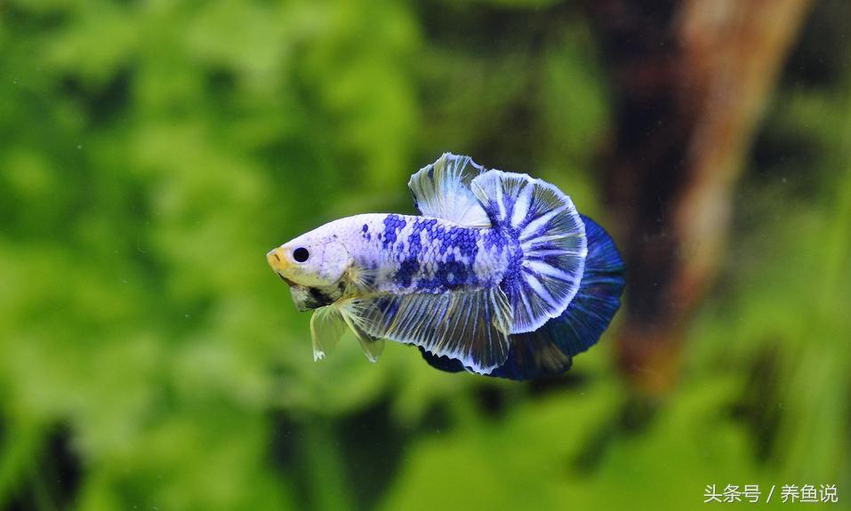 斗鱼怎么养都养不死的泰国斗鱼,泰国斗鱼为啥那么多种颜色