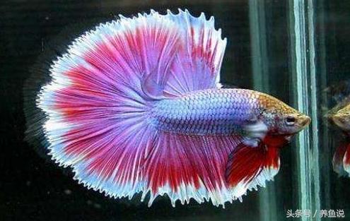 斗鱼怎么养都养不死的泰国斗鱼,泰国斗鱼为啥那么多种颜色