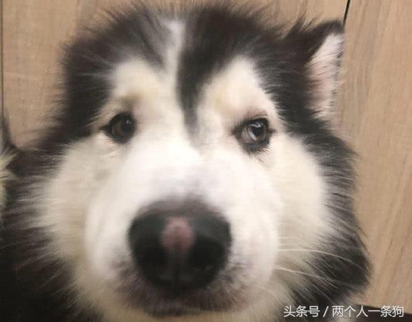 哈士奇出门玩耍过敏，俊俏的小脸肿成猪头！主人发帖说它是个衰鬼