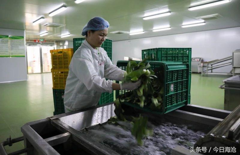 全国唯一！海沧这个地方生产的蔬菜，“洗澡”以后就能直接下锅