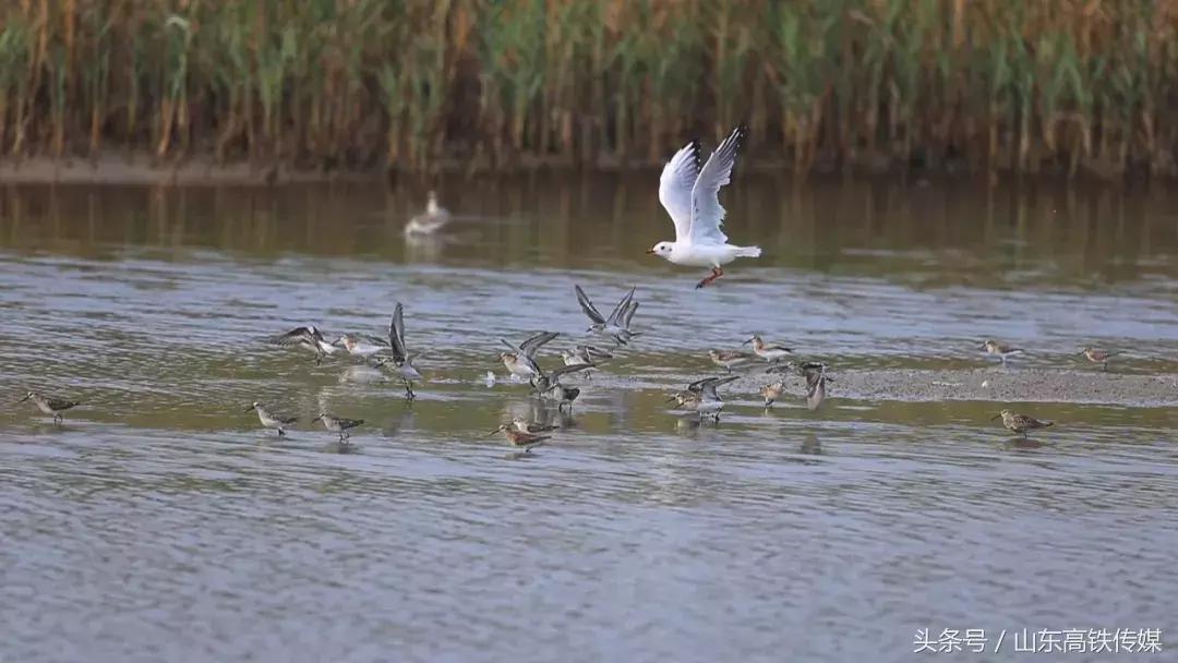 南海新区金滩,威海南海金滩风情海岸周边