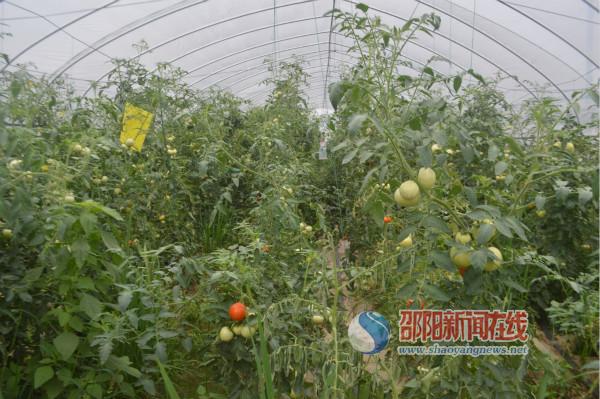 新邵调度河东四乡镇脱贫攻坚工作,政协视察农村农业座谈发言