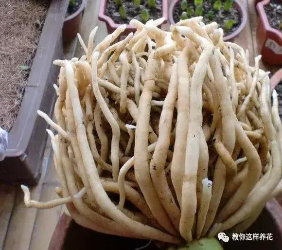 养了整整十年的君子兰终于开花了,养了一堆君子兰