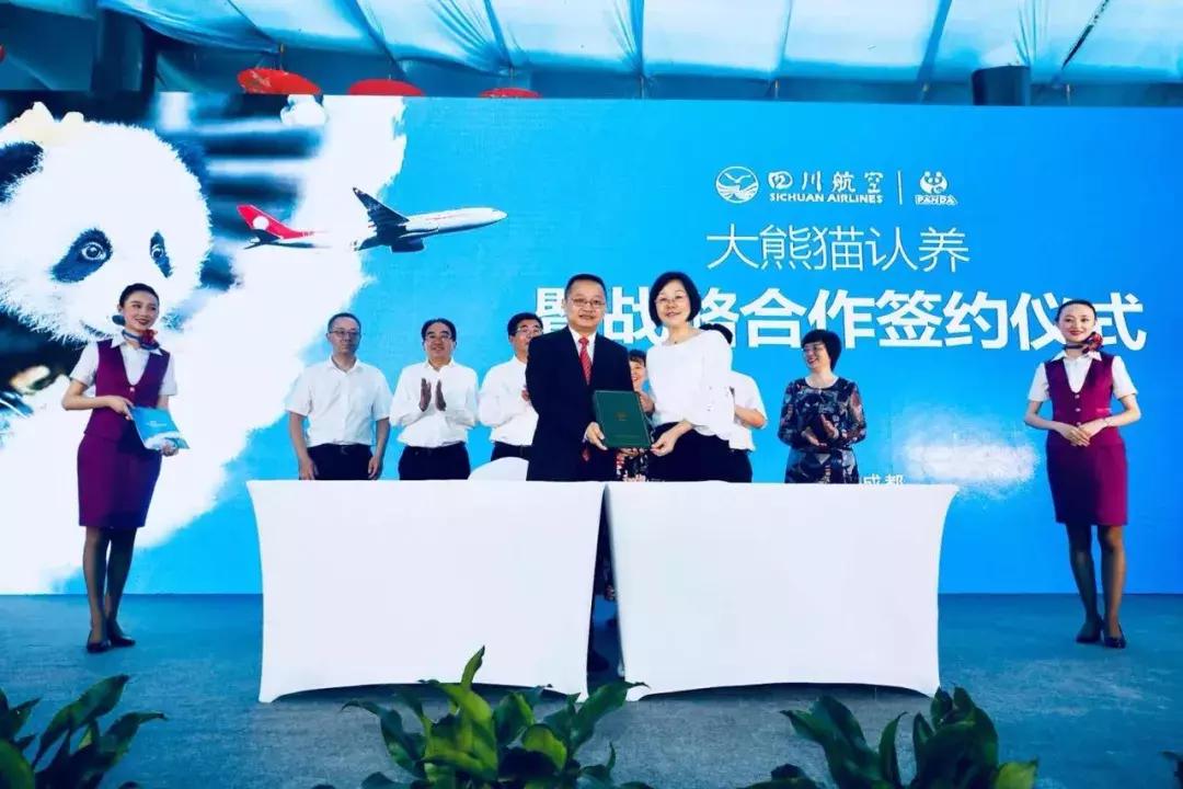 川航三优熊猫,四川航空认养大熊猫
