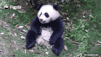 川航三优熊猫,四川航空认养大熊猫