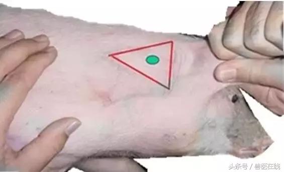 猪过敏有哪些现状,猪药物过敏的急救措施