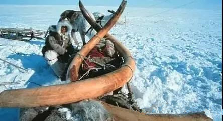 买到假的猛犸怎么办,买猛犸需要注意什么