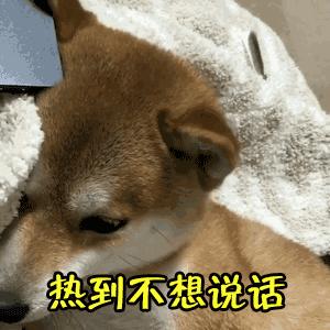 三伏灸一灸抵三灸,老话说三伏灸一灸