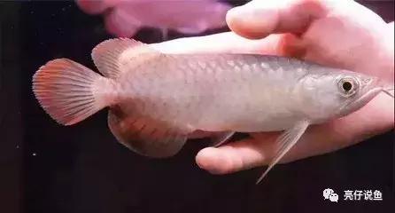 哪个品种的龙鱼好看又便宜,2018年龙鱼品种和价格表