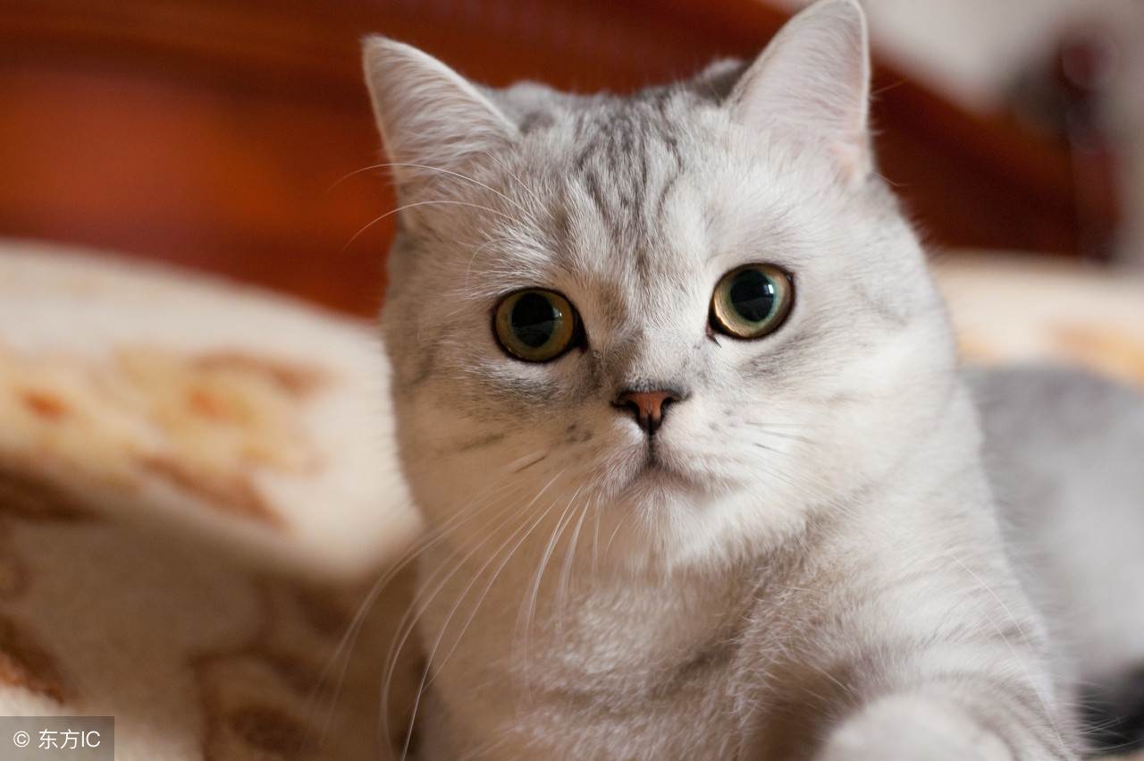 猫眼一般是多大的,猫眼猫眼睛