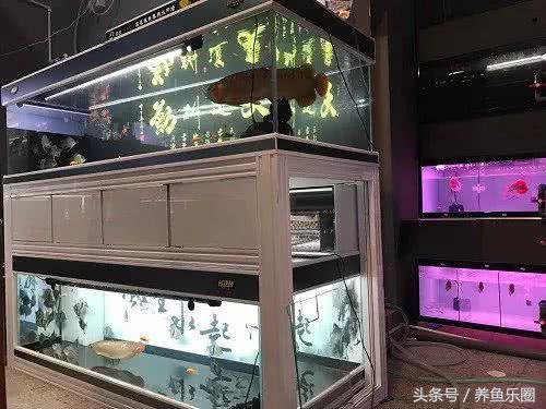 红龙该怎么选,红龙最高适应多少度