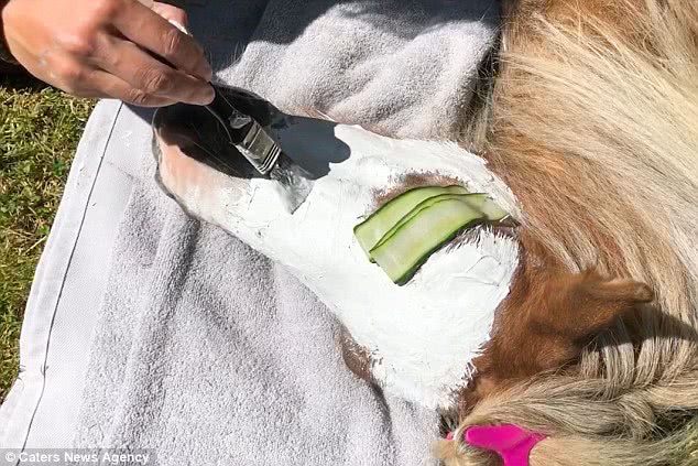 英国美女自家花园给马做spa，浴缸洗浴、热石按摩全都有