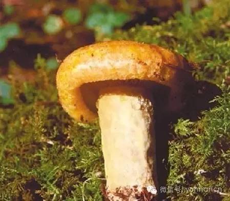 云南又到“生死存亡”季！为啥年年有人冒死吃这货？看过来！