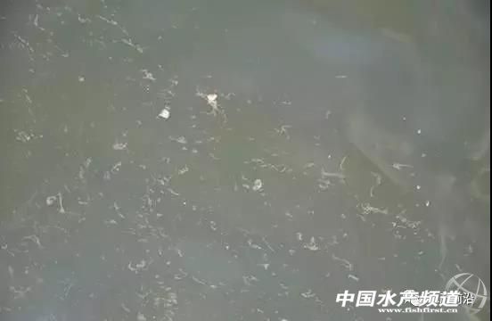 对虾缺乏微量元素的症状,对虾转肝慢怎么办