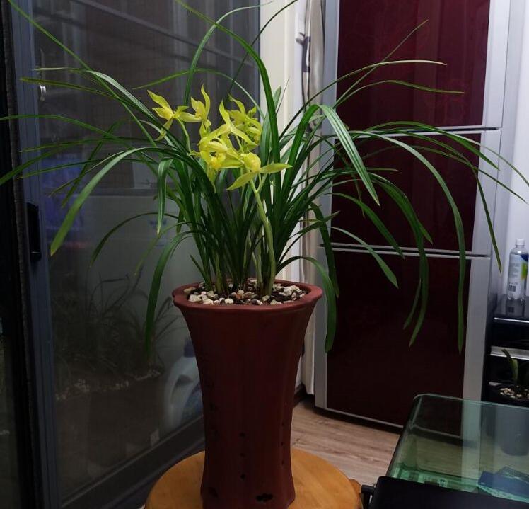 什么花高档大气好养,好养高大上漂亮有寓意的花