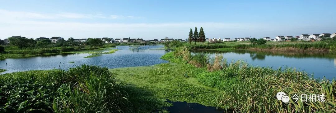 人人都说阳澄湖好，我却只想和你在这慢慢变老