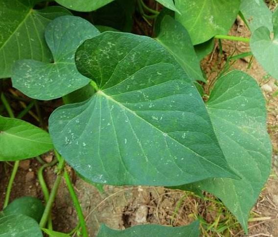 甘薯蚁象也是农作物的杀手,专门吃红薯的