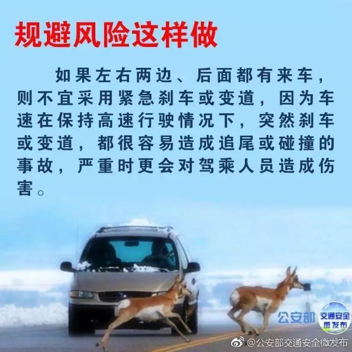 高速知识贴,高速撞死小动物怎么化解