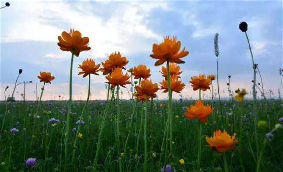 美图美文美情（周延锋）：幸福从来就有多种姿态