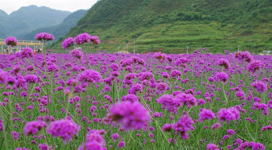 美图美文美情（周延锋）：幸福从来就有多种姿态