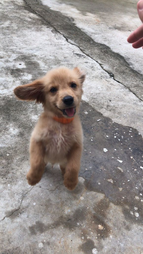 金毛误食了一串葡萄,金毛幼犬误食葡萄