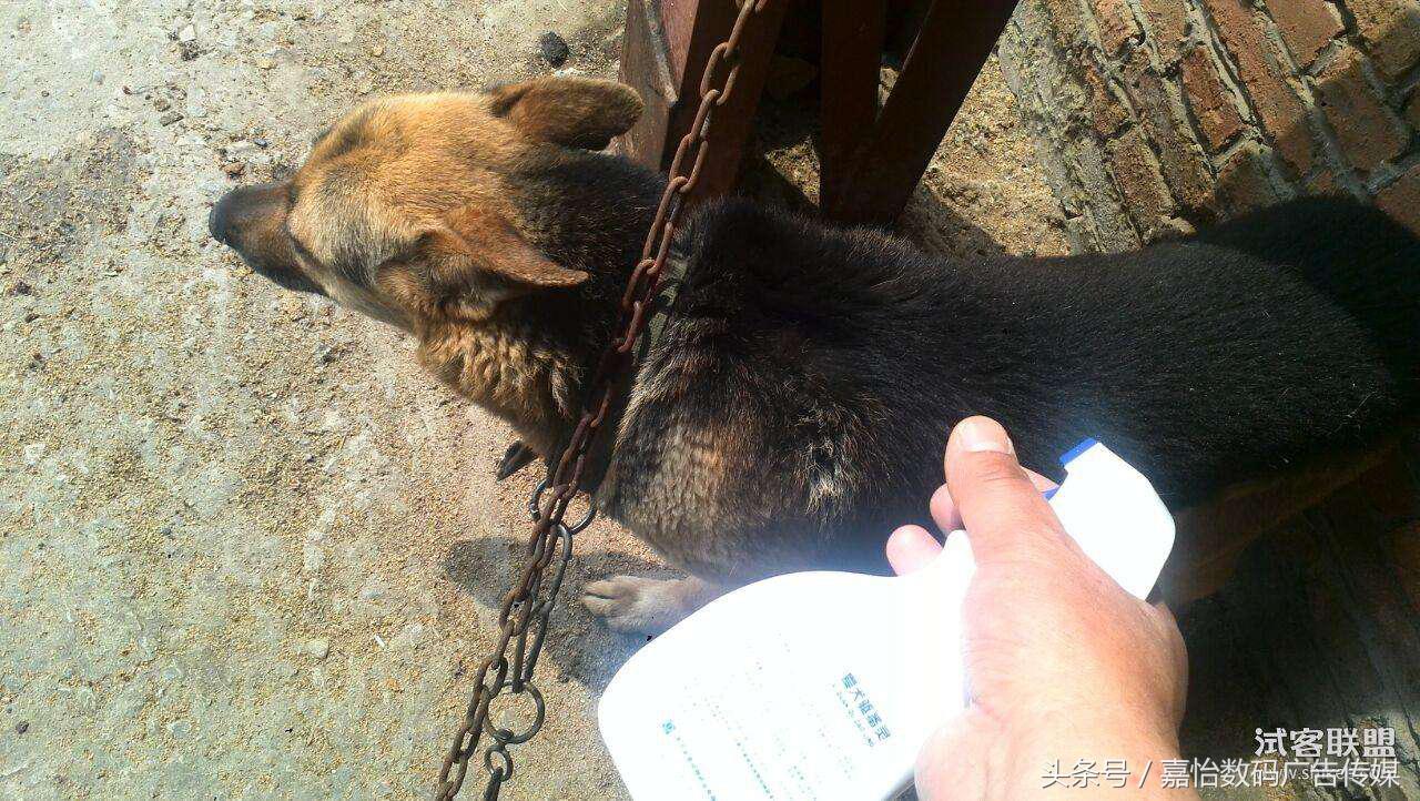 蜱虫的危害及预防,宠物预防蜱虫的最好方法