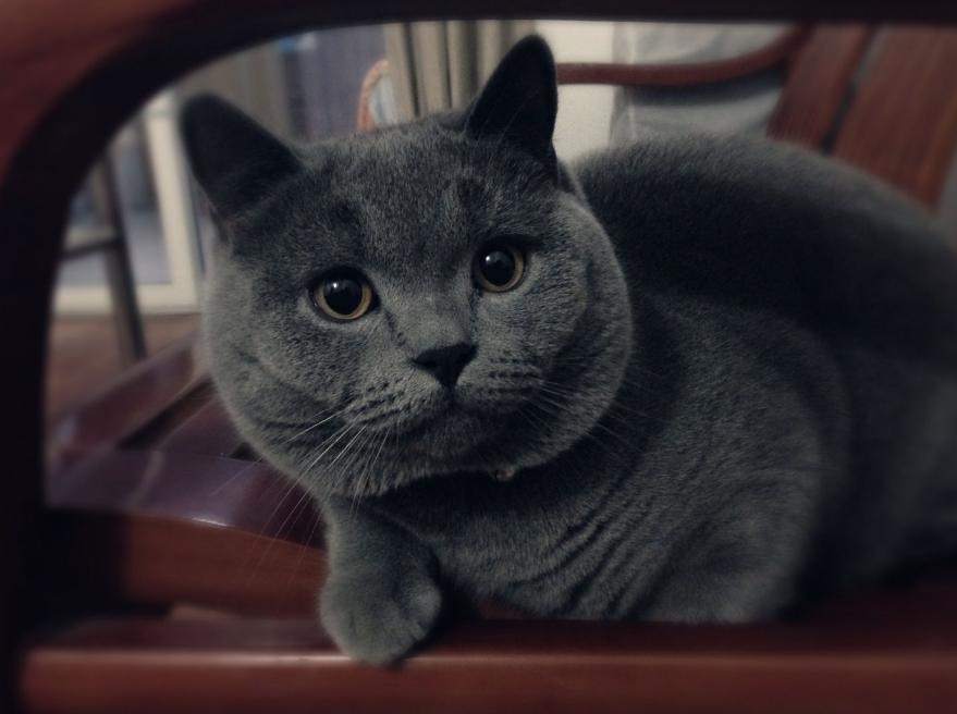 养蓝猫的缺点和优点,英短蓝猫对主人忠心吗