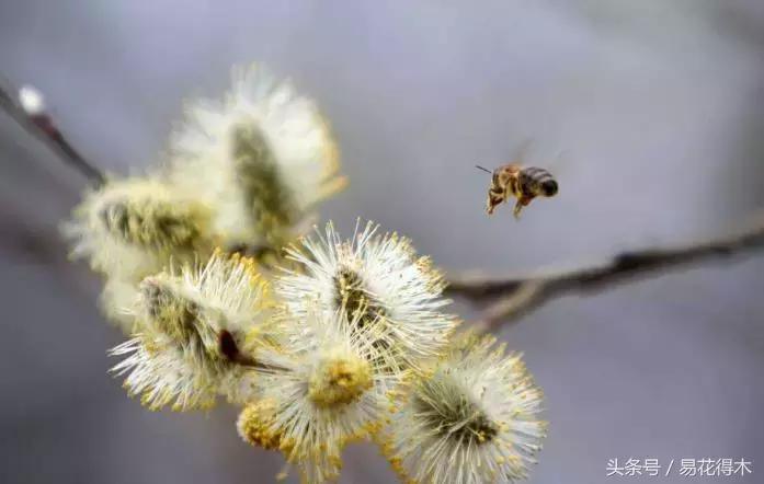 释迦花粉采集方法,花粉采集技巧视频