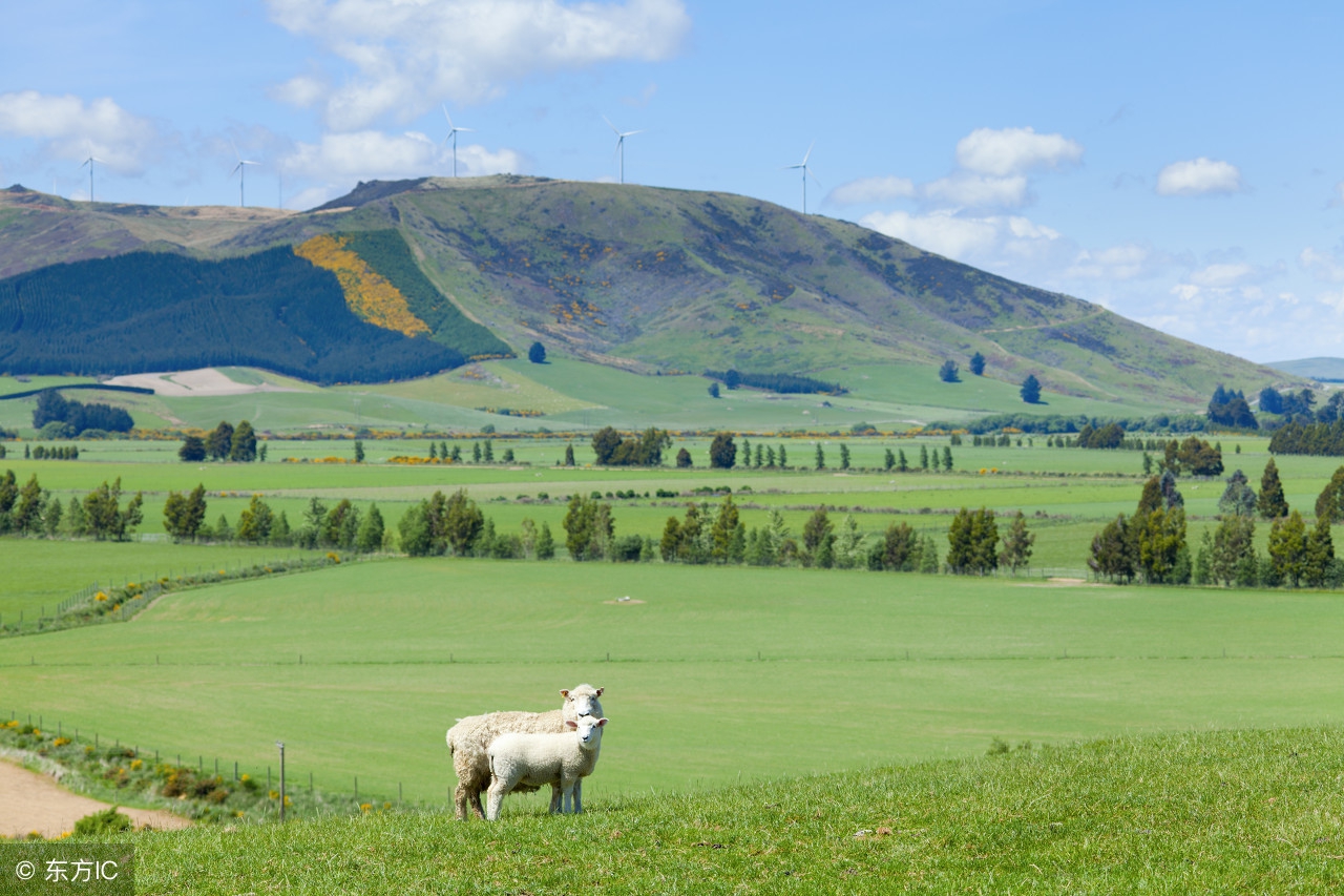 新西兰中国进口奶,新西兰乳制品出口