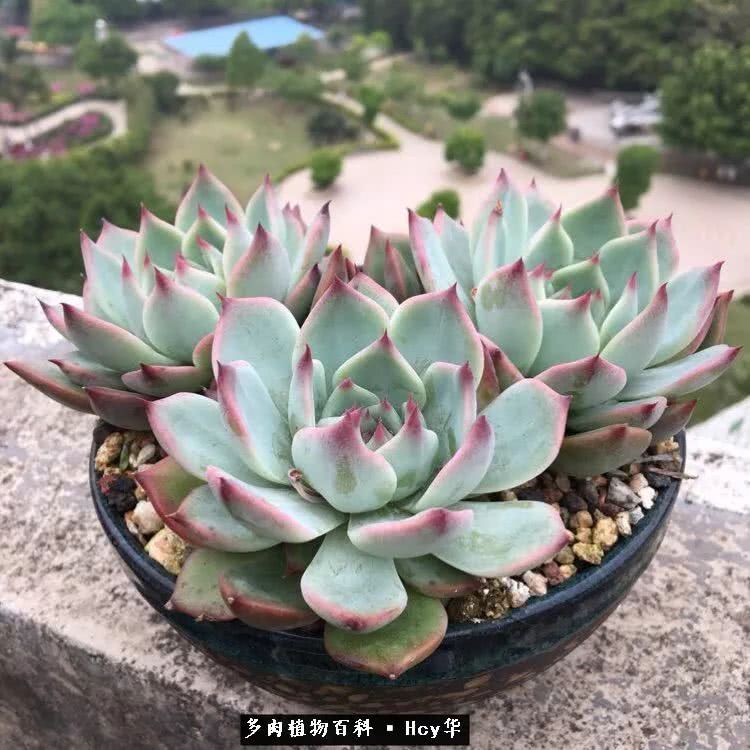 吉娃娃多肉高清图片,吉娃娃图片多肉