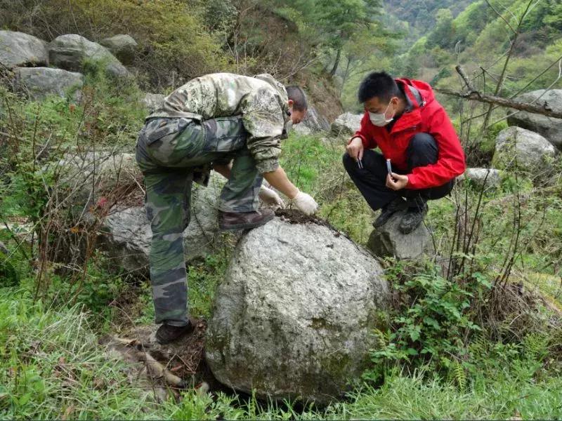 面对尸体，在野外这些野生动物会有什么反应