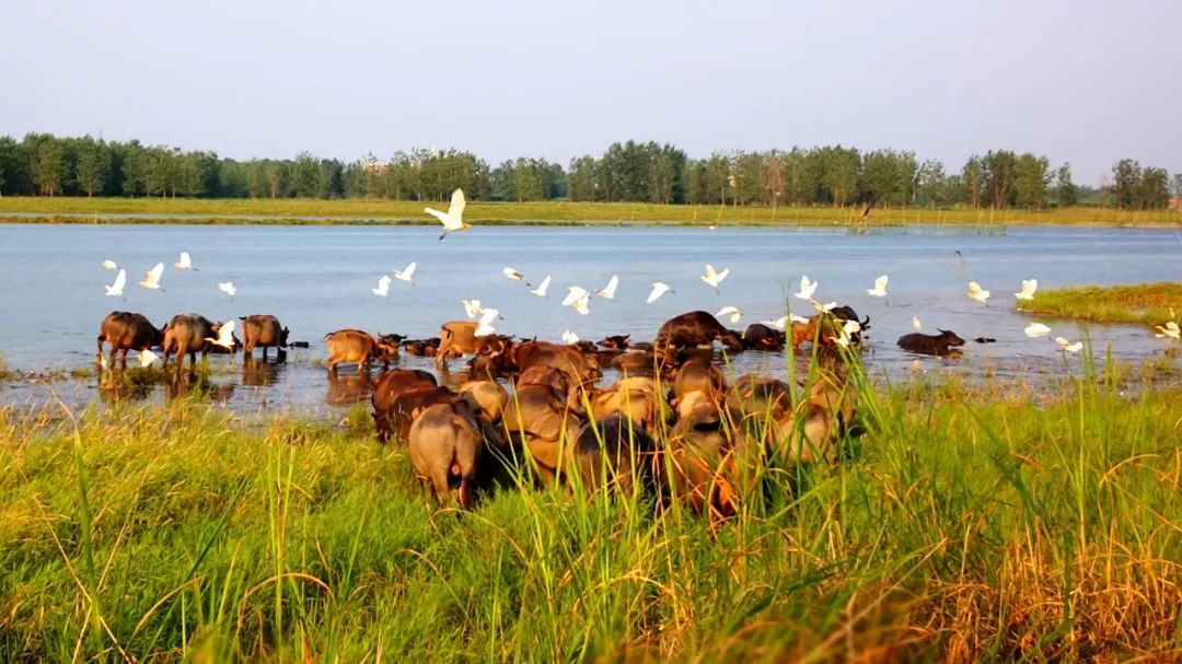 一脚踏进蛮荒地：这里有牛阵，鹭群，巴水河，长草滩