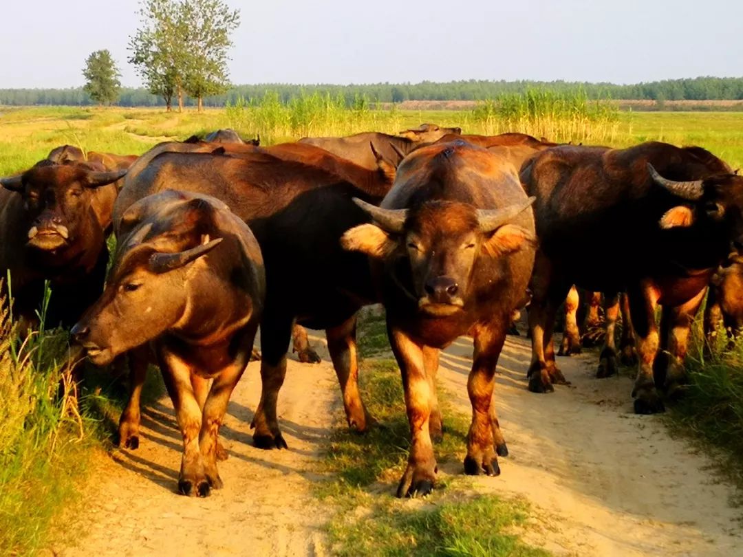 一脚踏进蛮荒地：这里有牛阵，鹭群，巴水河，长草滩